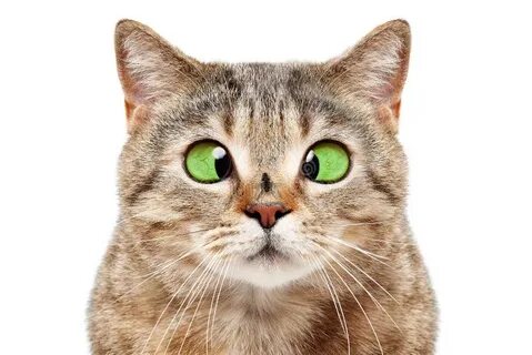 Глаза кота на белом фоне