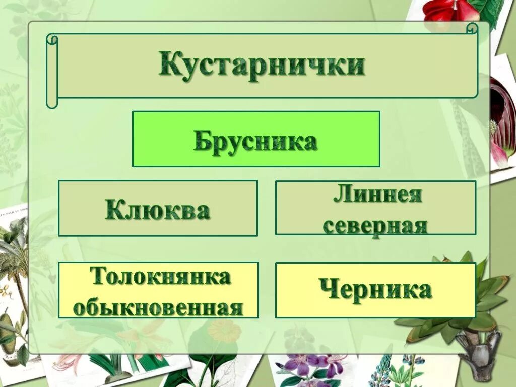 Выберите кустарнички. Что такое кустарнички в биологии. кустарнички примеры. примеры кустарничков в биологии. кустарнички 5 примеров.