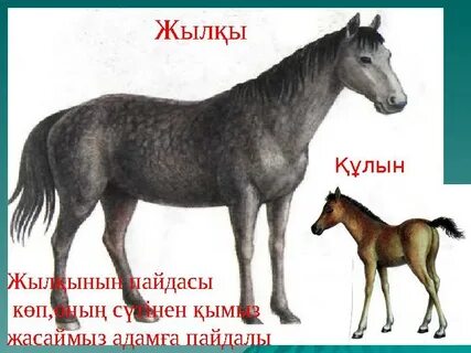 Жетілген ханымның құлын жалады (фото)