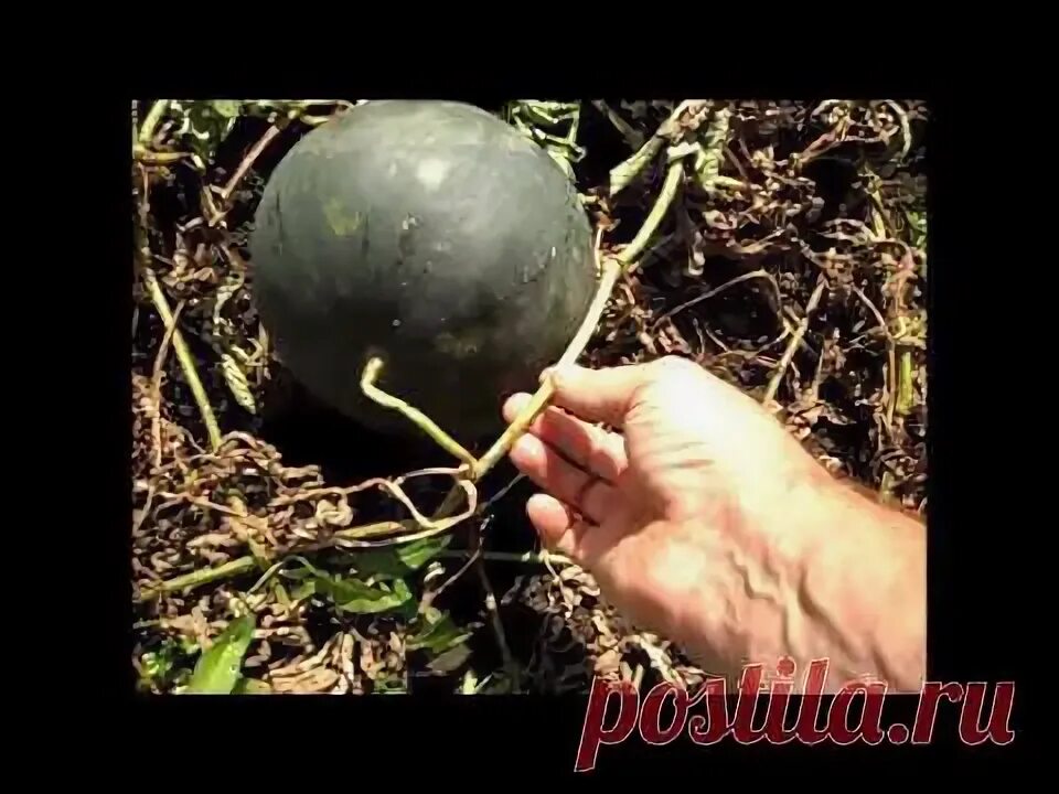Арбузы в открытом грунте. Арбуз в огороде. Раннеспелые арбузы. Когда убирают арбузы с огорода. Арбуз в огороде.