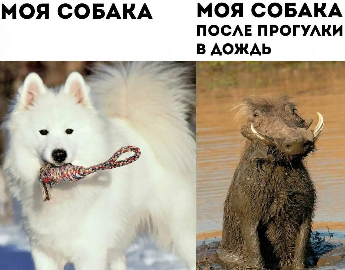 Собака после прогулки