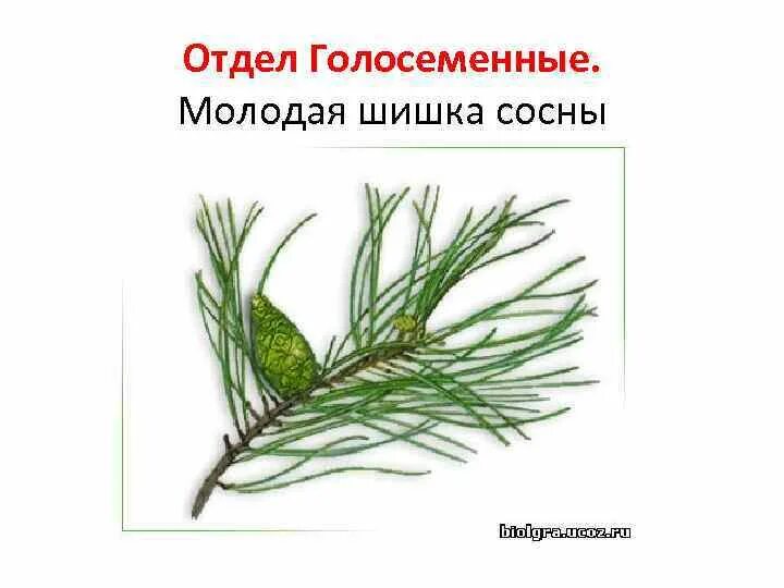 Самостоятельная работа по биологии голосеменные растения. Голосеменные двудомные. Отдел Голосеменные. Царство растений Голосеменные. Царство растений отдел Голосеменные.
