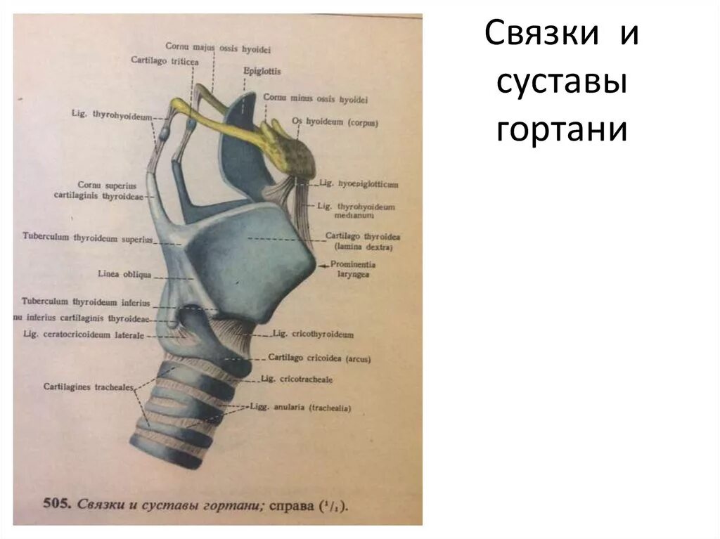 Дыхательная латынь. Гортань строение анатомия суставы. Щитоподъязычная связка гортани. Голосовая связка гортани латынь. Суставы и связки гортани анатомия.