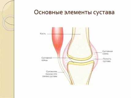 Функциональная роль сустава
