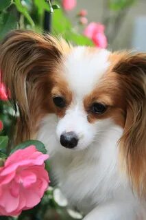 Papillon фото