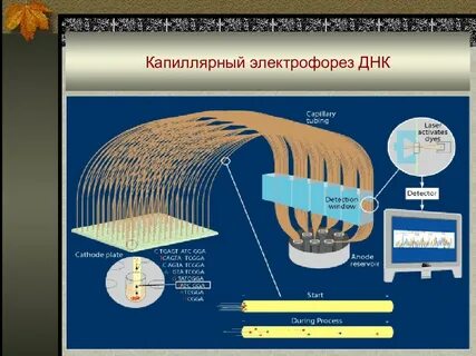 Капиллярный электрофорез