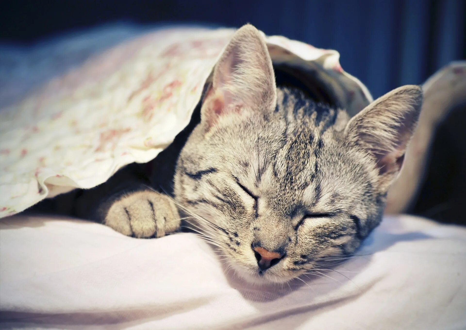 Кошка спит. Спящие котики. Сонный котик. Спящик кот