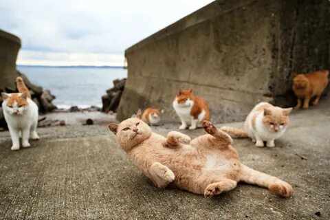 Big cats live all around