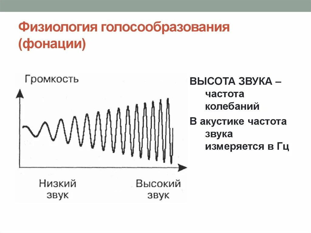 Физиология голосообразования. Частота звука. Высота звука. Физиология звука. Частота звука называется