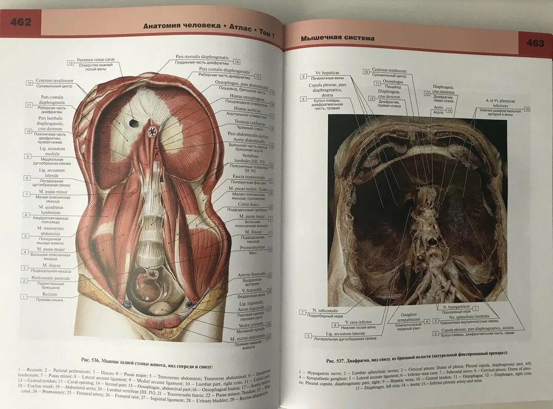 Анатомия человека пособия. Анатомия человека атлас в 3-х томах том 3 Билич Крыжановский. Атлас анатомия и физиология человека Билич. Атлас по анатомии человека Остеология. Билич Крыжановский атлас анатомии опорно двигательный аппарат.