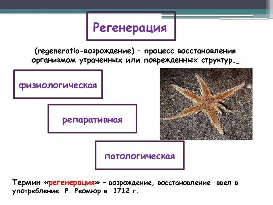 Определение понятия регенерация. Регенерация. регенерация термин. регенерация организма человека. физиологическая регенерация у животных.
