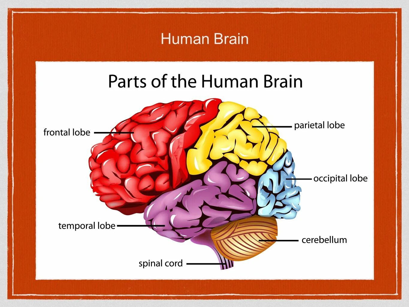 Строение мозга на английском. The Human Brain Cerebrum. Доли мозга на английском. Схема мозга на английском.