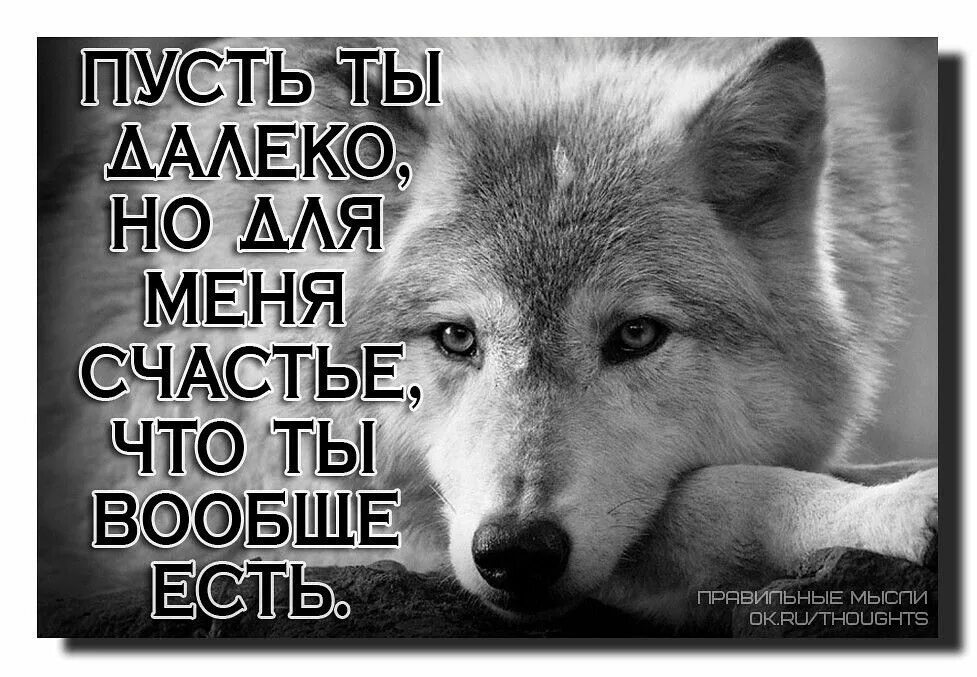 Будь ты трижды богат небесам все равно. Про Волков и собаку от коллег. Анекдот про Волков и собаку от коллег. А кому повезло трижды. Волки собака коллеги.