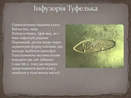 Инфузория обитание