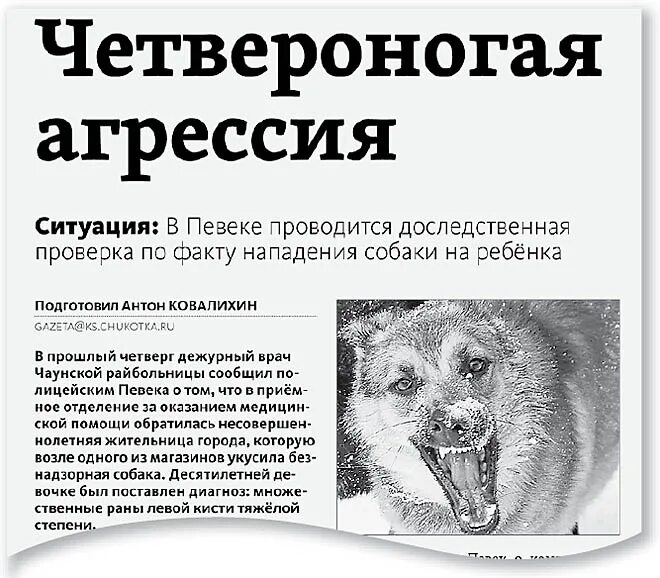 Случаи нападение собаки. Алгоритм действий в случае нападения бродячих собак на человека.