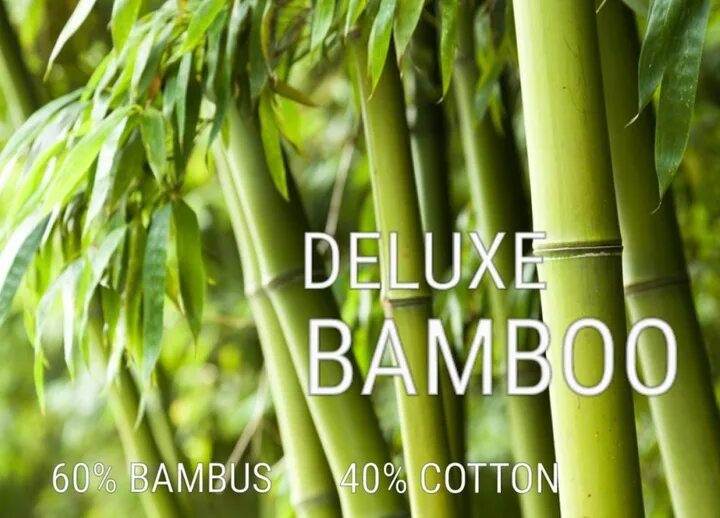 Бамбук тростниковый, Bambusa arundinacea семена 25 шт. AliExpress