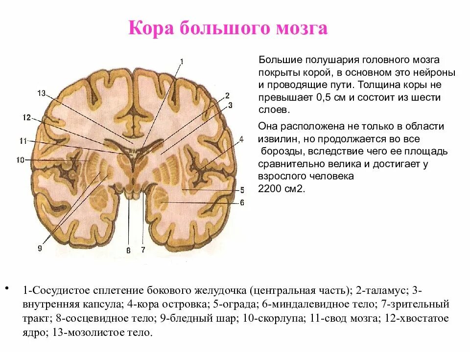 Свойства коры мозга