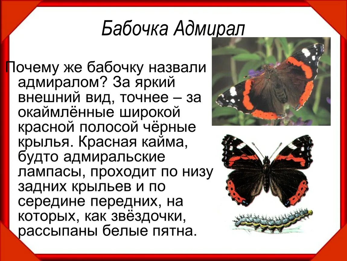 Бабочка адмирал в какой природной зоне. Бабочки Адмирал лимонница траурница павлиний глаз крапивница. Красная книга бабочка Адмирал описание 2 класс. Бабочка Адмирал крапивница траурница. Бабочка Адмирал красная книга.