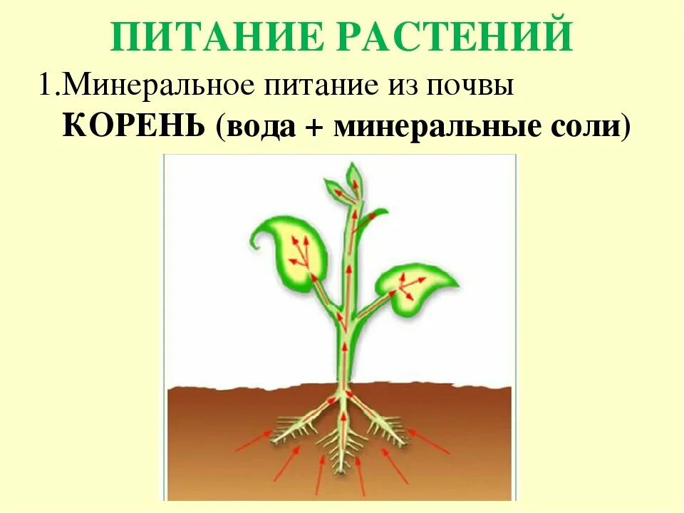 Минеральное питание растений. Схема питания растений. Минеральпитание растения. Миндальное питание растений.