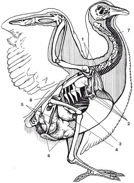 Пищеварительная система сизого голубя. Селезень строение тела. Пищеварительная система гуся. Анатомия Гусыни. Строение скелета голубя