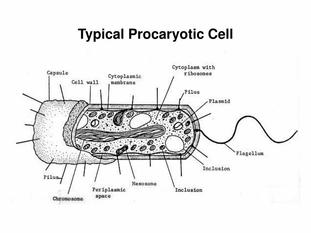 Прокариоты рисунок. Строение бактерии прокариот. Прокариотическая клетка bacteria. Строение прокариот микробиология. Строение клетки прокариот рисунок.