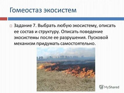 Экосистемы задание