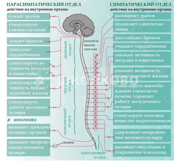 Парасимпатическая нервная система это фото Shkola-2.ru