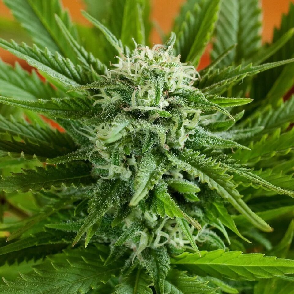 Самый популярный сорт. Pineapple express сорт. ананасовый экспресс конопля. ананасовый экспресс сорт травы. pineapple express kush.