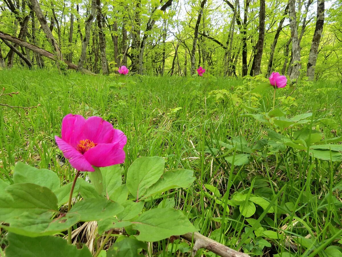 растения из красной книги адыгеи. краснокнижные растения краснодарского края. пион аленький цветочек. цветок кандык кавказский. редкие растения краснодарского края.