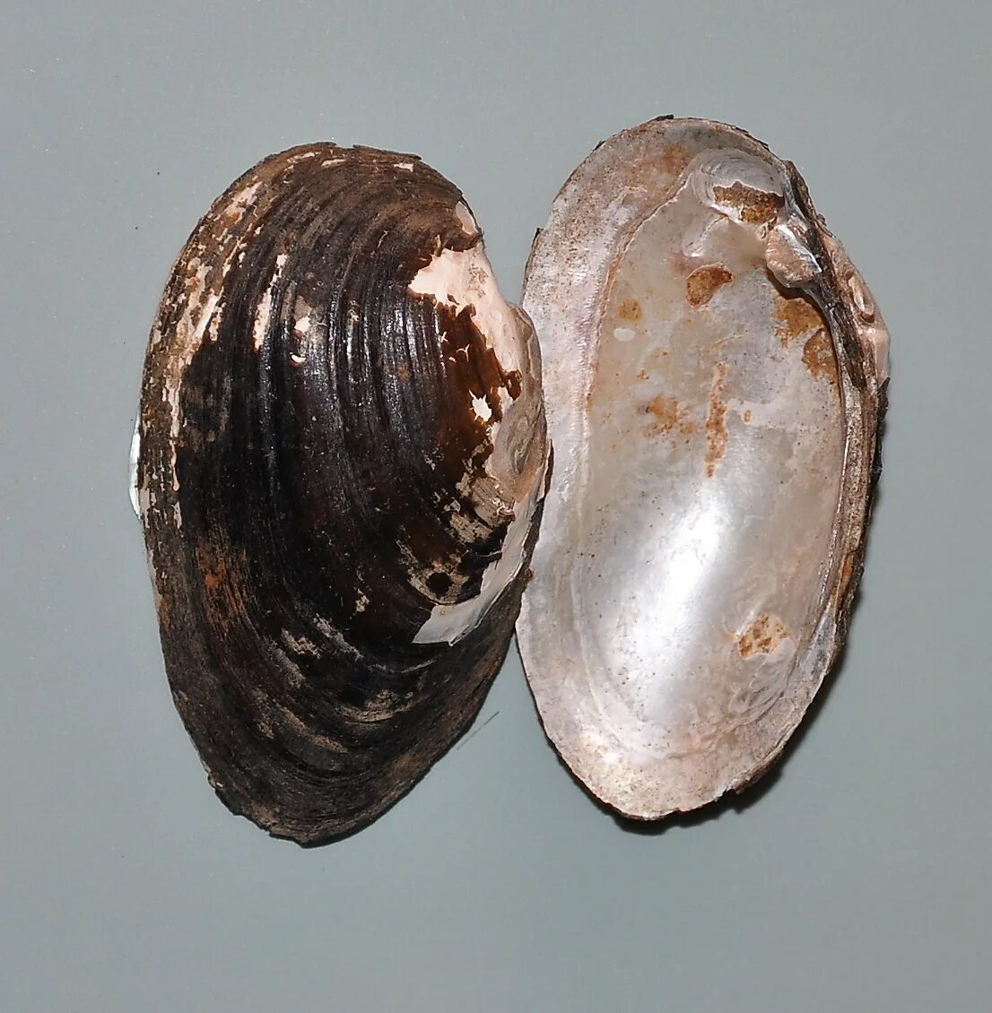 Unio