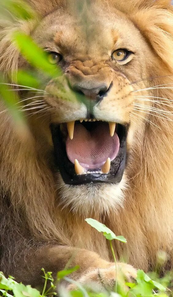 Лев фото. Лев 124. Тату лев на руке. Лев и ютуб. Лев 124.