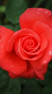 Rose rose бронь