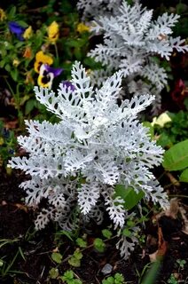 White plant