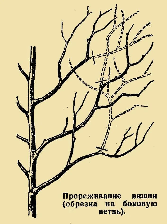 Обрезка молодой черешни весной. Обрезка вишни и черешни весной. Обрезка саженцев вишни весной схема. Обрезка войлочной вишни весной схема. Схема обрезки черешни весной.