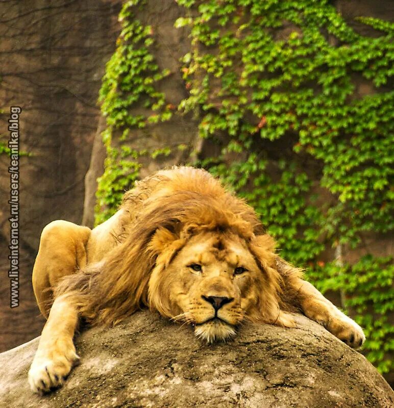 Как переводится лев. Lazy Lion. Lion перевод. Lion Pet. Tired Lion.