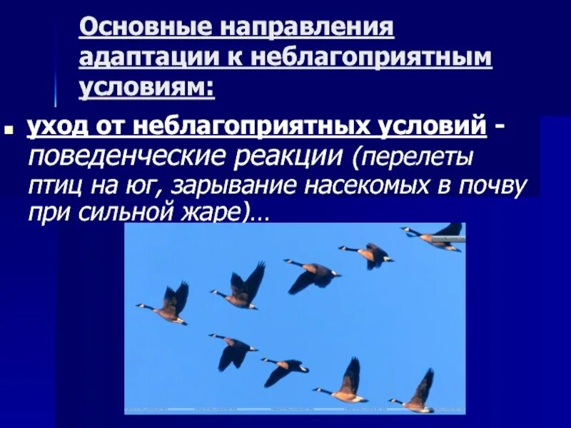 Приспособления птиц. Приспособление птиц к неблагоприятным условиям. Перелеты птиц это приспособление к. Поведенческие адаптации перелеты.