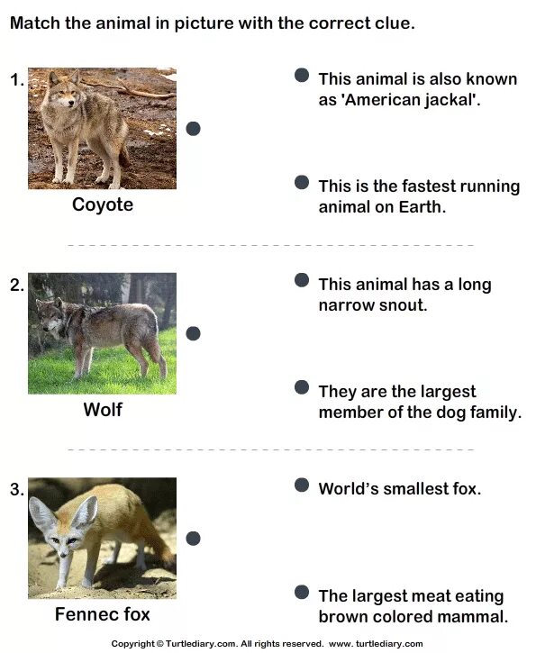 Match the words endangered. Facts about animals for Kids. Funny facts about animals for Kids. Animals Lesson Plan. Interesting facts about animals for Kids Worksheet.