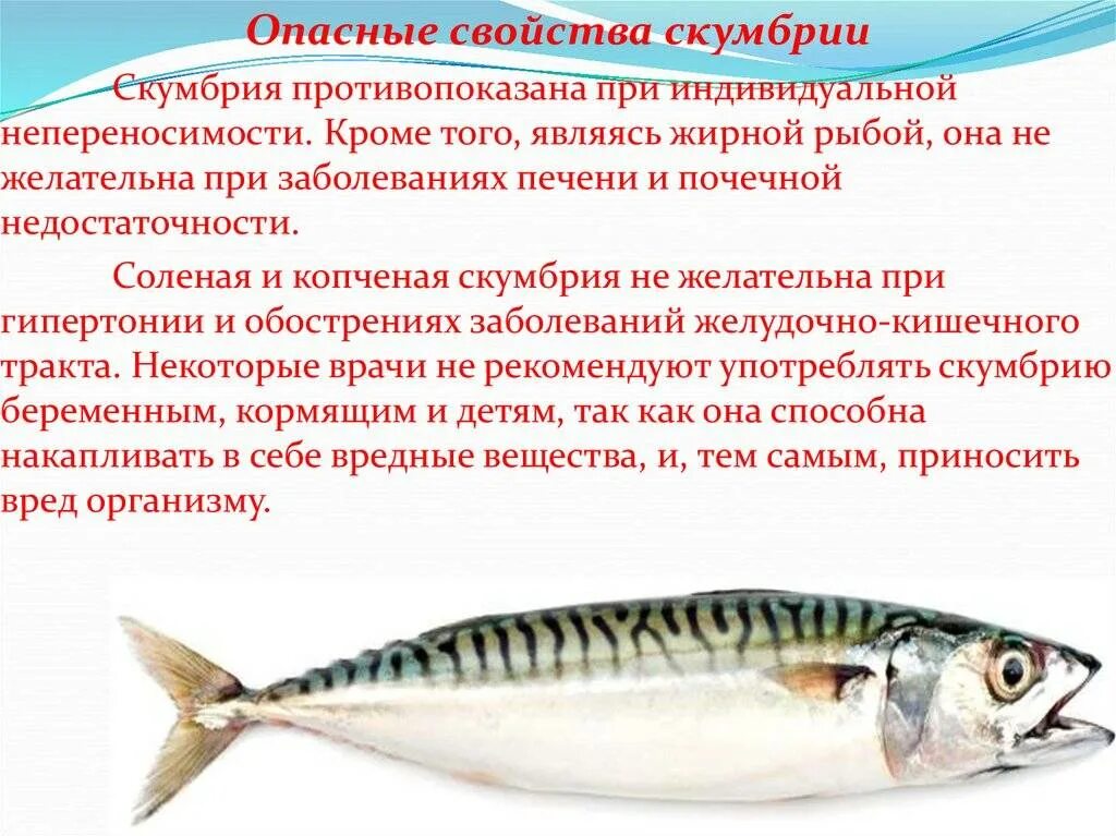 Содержание скумбрии