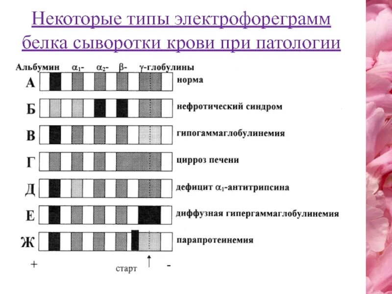 Соотношение белковых фракций методом электрофореза