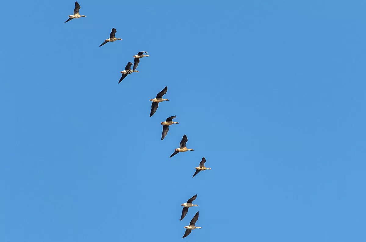 птицы дуга. вереница перелетных птиц. стая птиц. вереница птиц. вереница птиц.