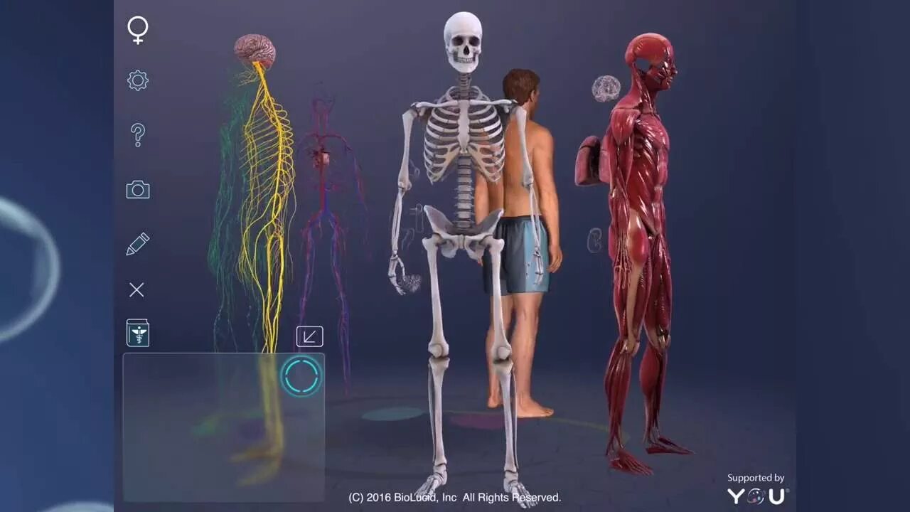 Human body visualizer. Виртуальная анатомия 4.0. body visualizer. virtual human. виртуальная анатомия 3d на синем фоне.