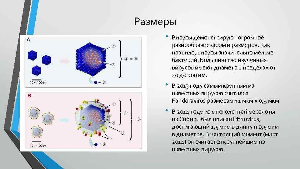 Вирус url. Размер вируса и бактерии сравнение. Размеры вирусов. Размеры большинства вирусов. Размер вируса и молекулы.