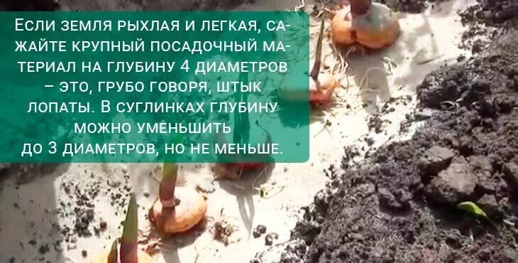 Посадка гладиолусов весной в открытый грунт. Высадка луковиц гладиолусов в открытый грунт весной. Схема посадки гладиолусов в открытый грунт весной. Глубина посадки гладиолусов в открытый грунт весной.