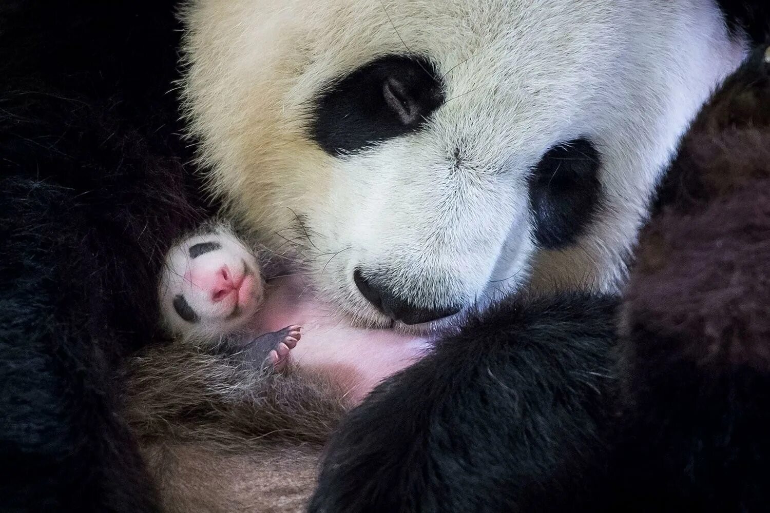 Родившийся детеныш панды. Большая Панда с детенышем. Детёныш панды новорожденный. Рождение панды. Панды с малышом.