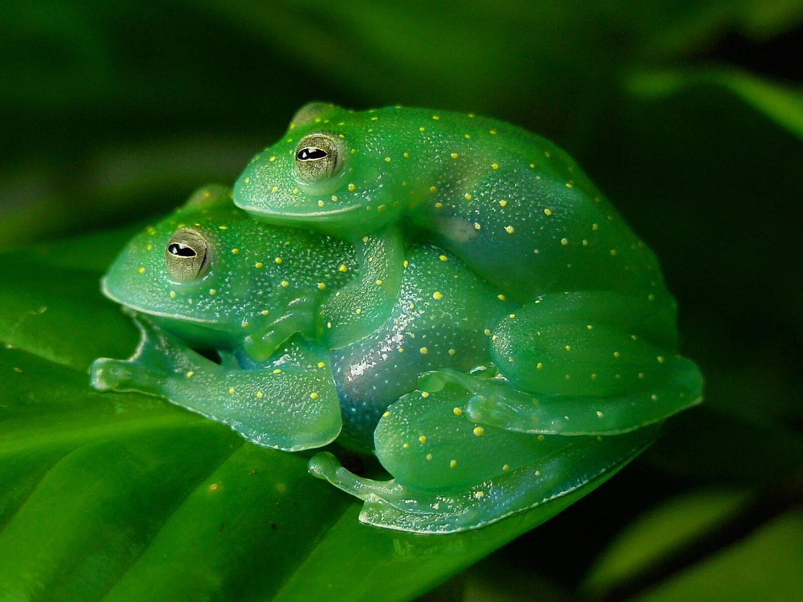 Elephant frog. Квакши бесхвостые земноводные. Бахромчатая стеклянная лягушка. Бесхвостые земноводные Жабы. Стеклянная квакша.