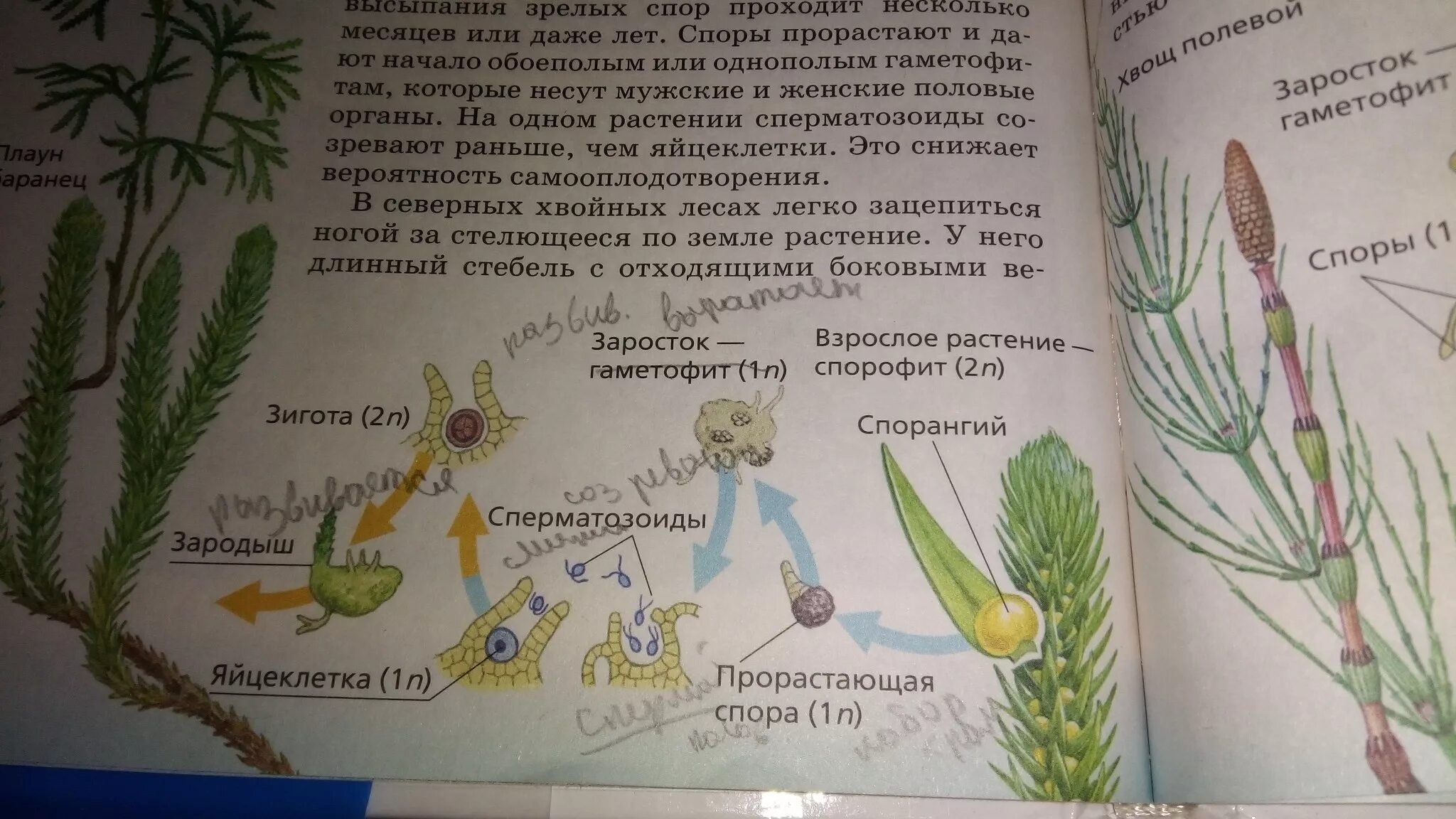 Прорастающая спора папоротника. Проросшие споры. Споры прорастают в протонемы.. Прорастающая спора мхов. Прорастание споры образование протонемы