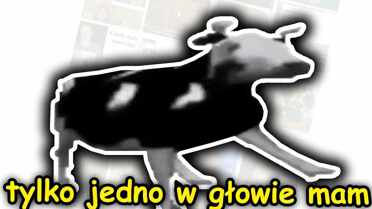 Tylko jedno głowie mam. Мемы с коровами. Корова Мем. Корова из мема. Польская корова.