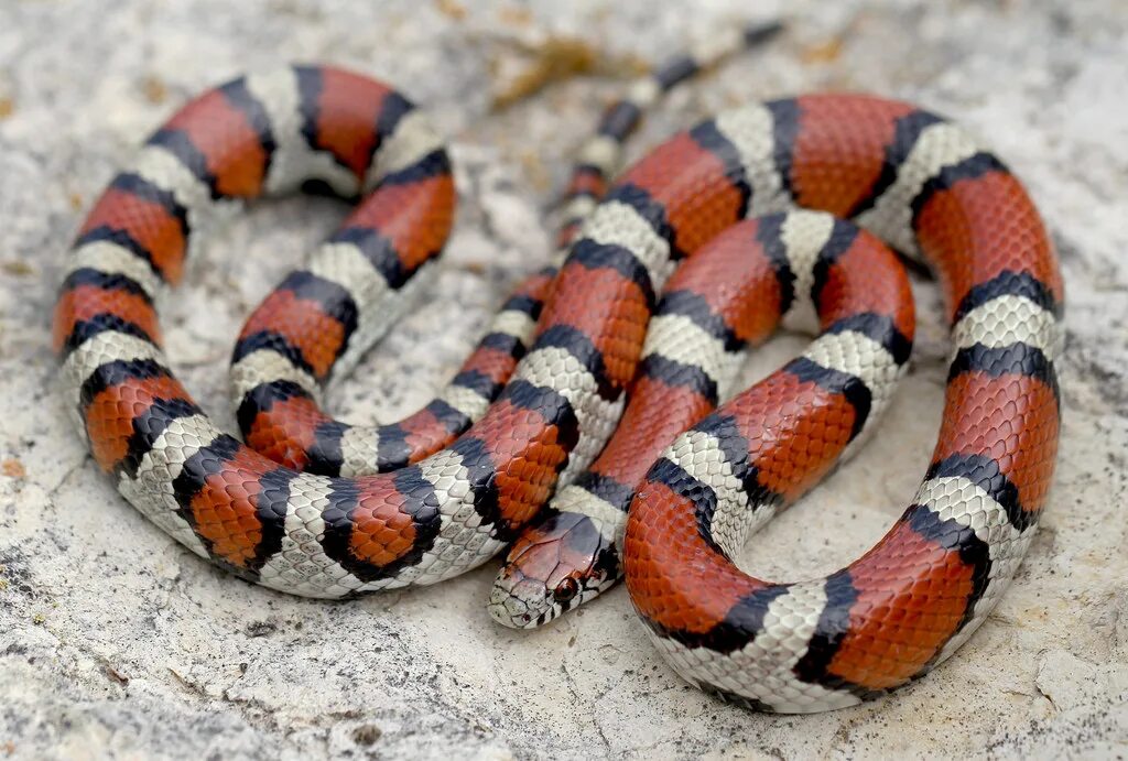 Lampropeltis getula californiae California Kingsnake; Nort. Flickr
