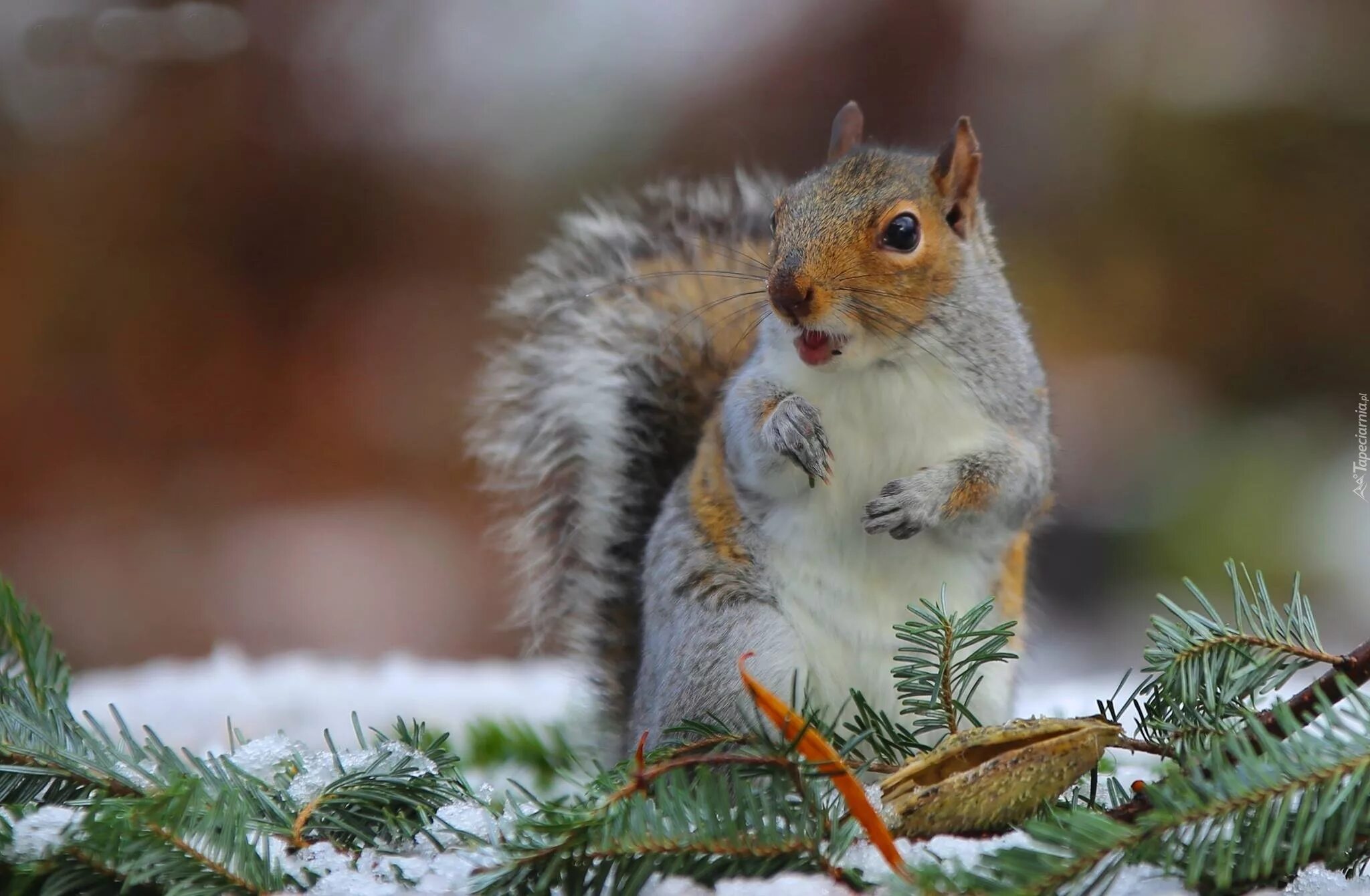 Медведь зимой. Художница хейзел линкольн. Белка зима. Красивые собаки зимой. Картинки с зимним днем с животными.