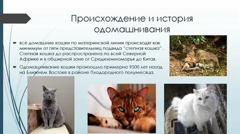 Где была одомашнена кошка